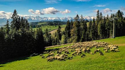 Długi weekend na Podhalu! Zapraszamy